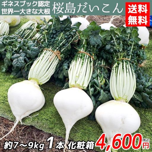 Редис Гигантский Японский Сакурадзима — Sakurajima Radish — 桜 島 大 根