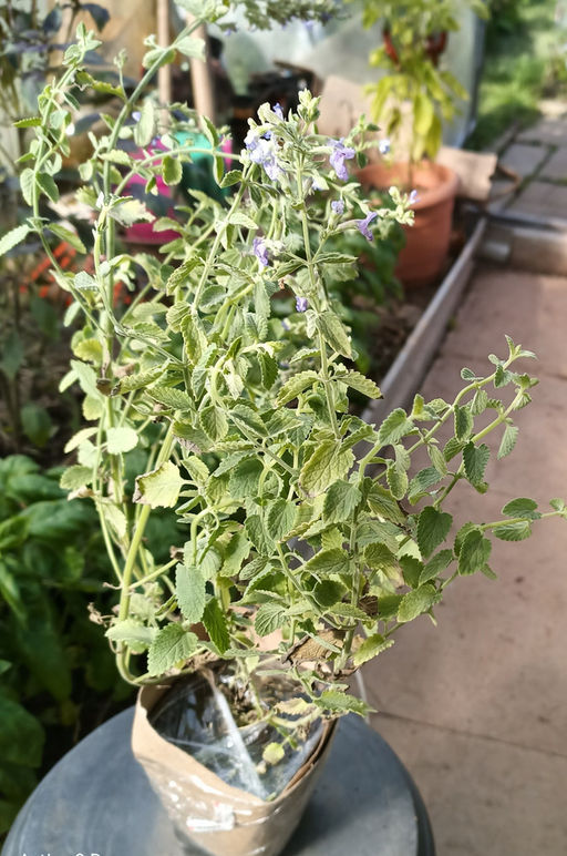 Котовник Фассена Сикс Хиллс Джиант Голд