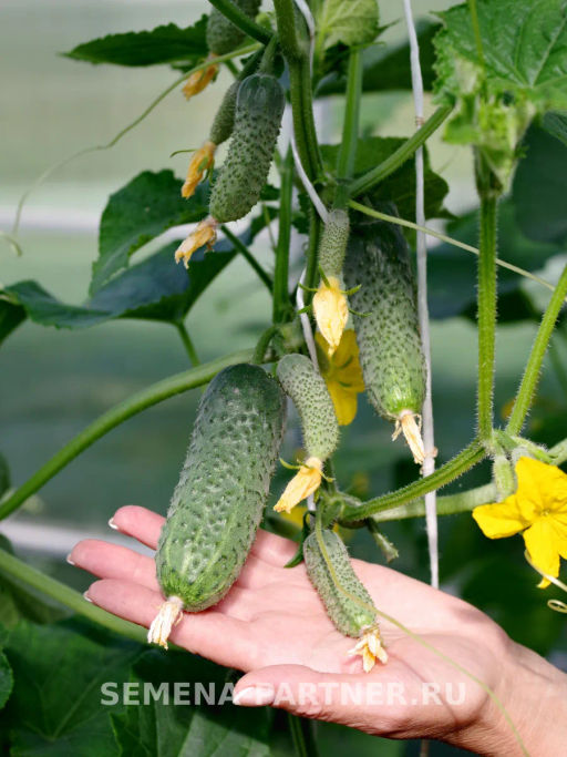Огурец партенокарпический Мироша - Партнер фото 3