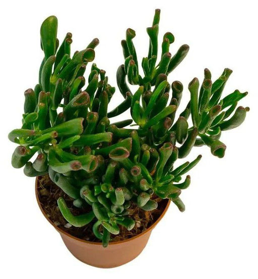 Крассула Хоббит горшок 0,5 л - 1000корней фото 2