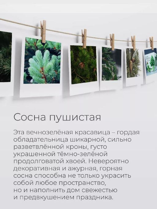 Набор для выращивания растений "Магия Цветов", "Сосна пушистая"