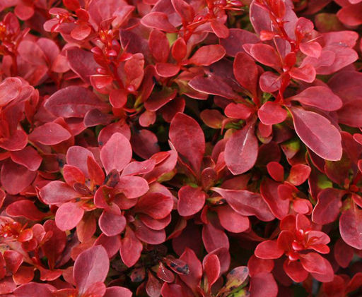 Барбарис Тунберга Lutin Rouge (Лютин Руж) - Голландские луковицы фото 2