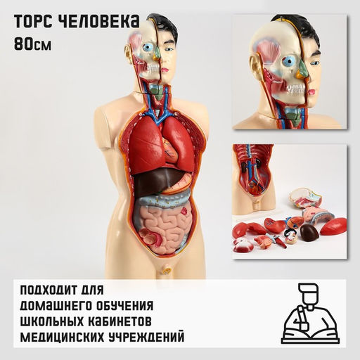 Анатомическая модель «Макет торса человека», 80 см