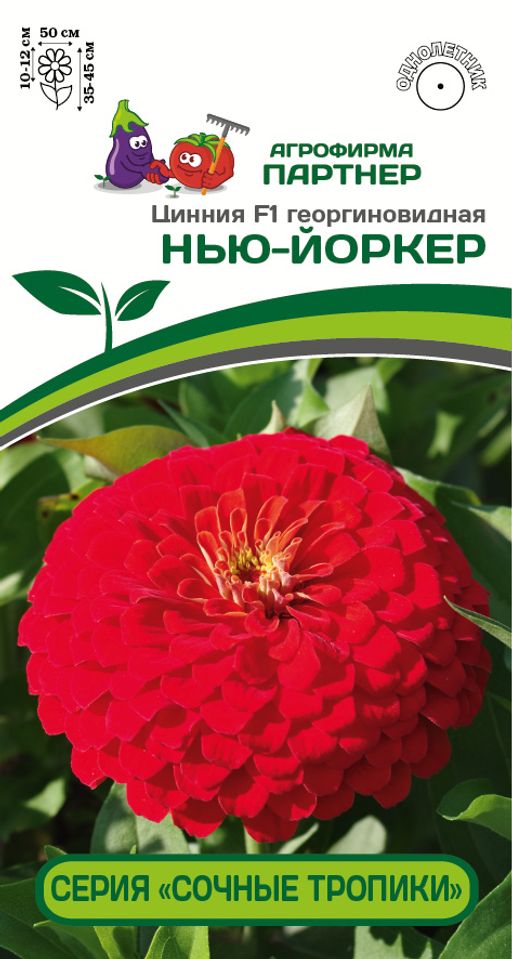 Цинния георгиновидная Сочные тропики Нью-Йоркер