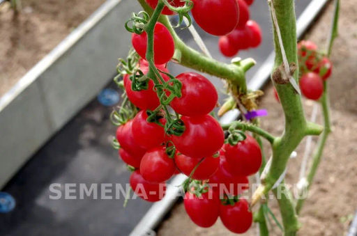 Томат Моне - Партнер фото 4