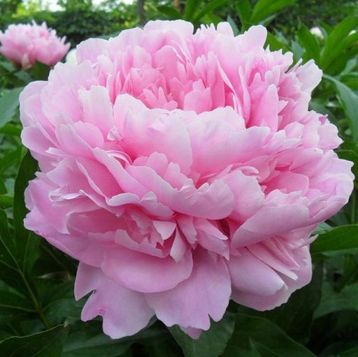 ПИОН Сара Бернард Разбор 2/3 n Кол-во упак., шт 1