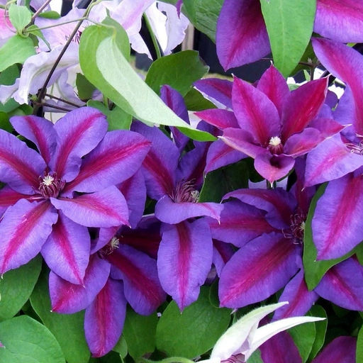 Клематис Миссис Н. Томпсон - Долина роз фото 4