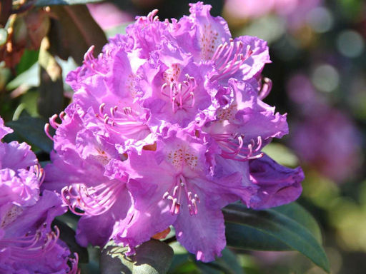 Рододендрон Альфред - Долина роз фото 6