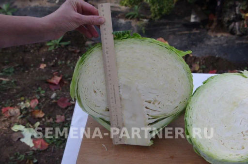 Капуста белокочанная позднеспелая Килатон - Партнер фото 6