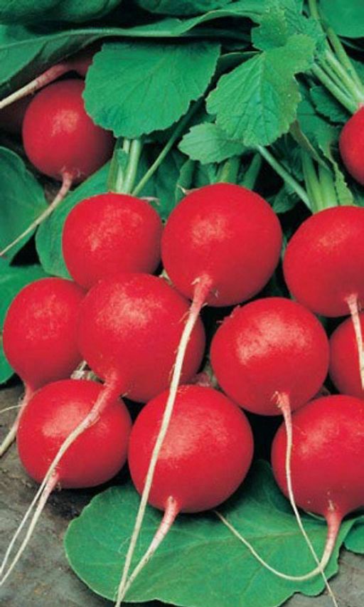 Редис АЛЁШКА F1 Созревает за 16 дней!