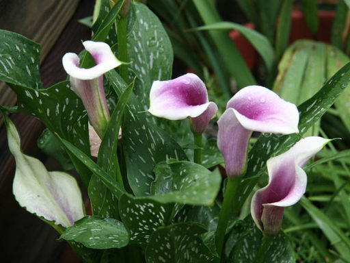 Калла Picasso (Пикассо) - Долина роз фото 2