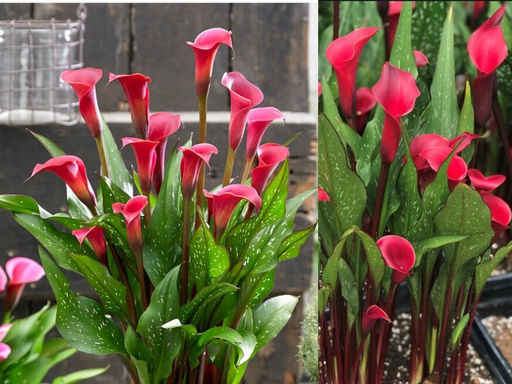 Калла Ред Чарм - Долина роз фото 3