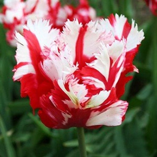 Тюльпан Эстелла Райнвелт Estella Rijnveld 8 шт.