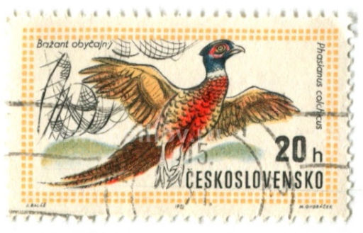 Марка Фазан обыкновенный 1971 год Чехословакия