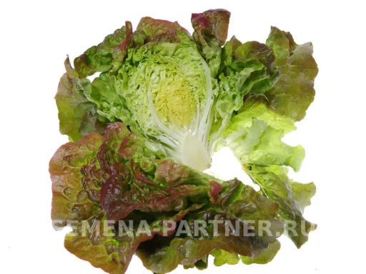 Салат кочанный Синдия - Партнер фото 2