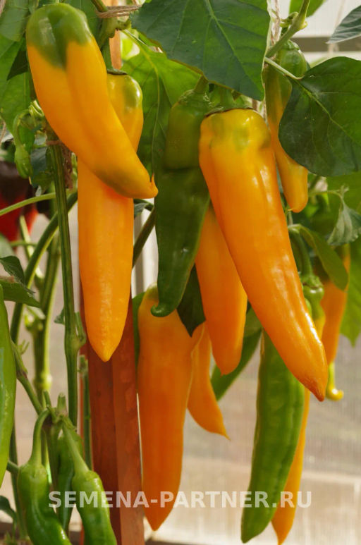 Перец сладкий Желтая капия - Партнер фото 5