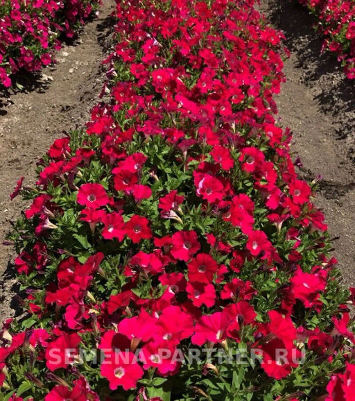 Петуния МиМи Паола каскадная тёмно-розовая - Партнер фото 4