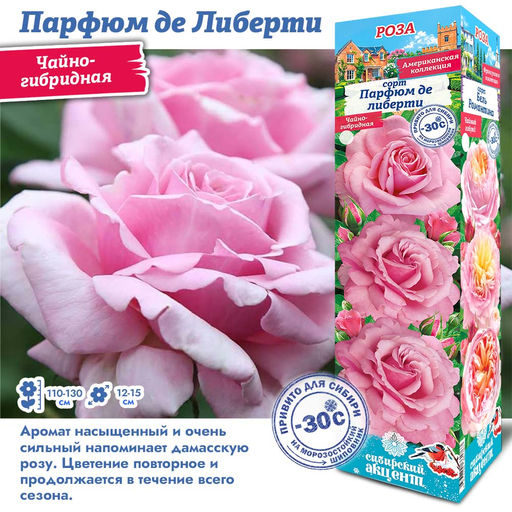 Роза Парфюм де Либерти (Чайно-гибридная) 1шт