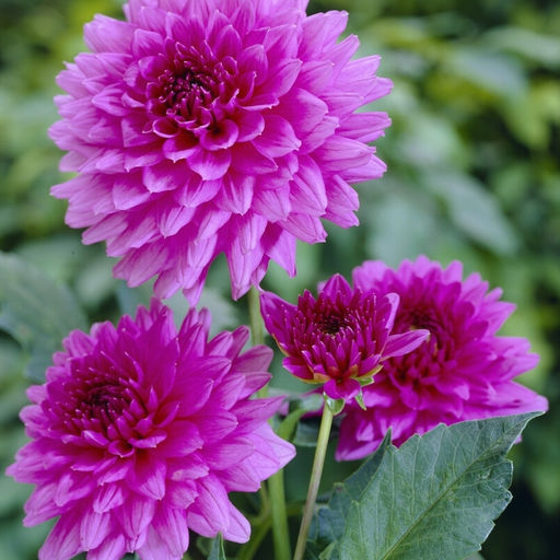 Георгина Клодетт бордюрная - Долина роз фото 4