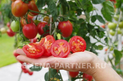 Томат Летний Бал - Партнер фото 4