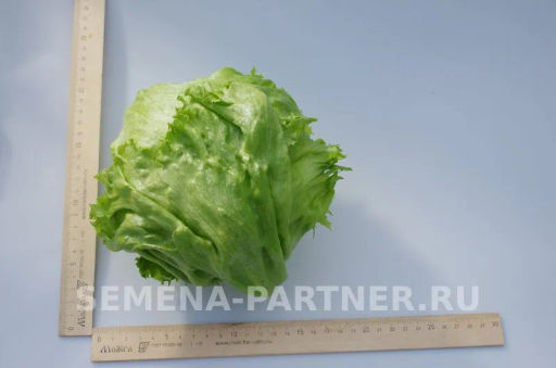 Салат кочанный Тарзан - Партнер фото 3