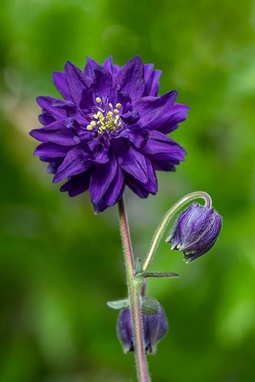 Аквилегия Barlow Blue - Голландские луковицы фото 3