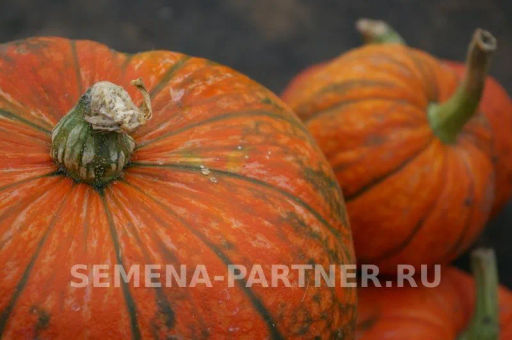 Тыква Конфетка - Партнер фото 6