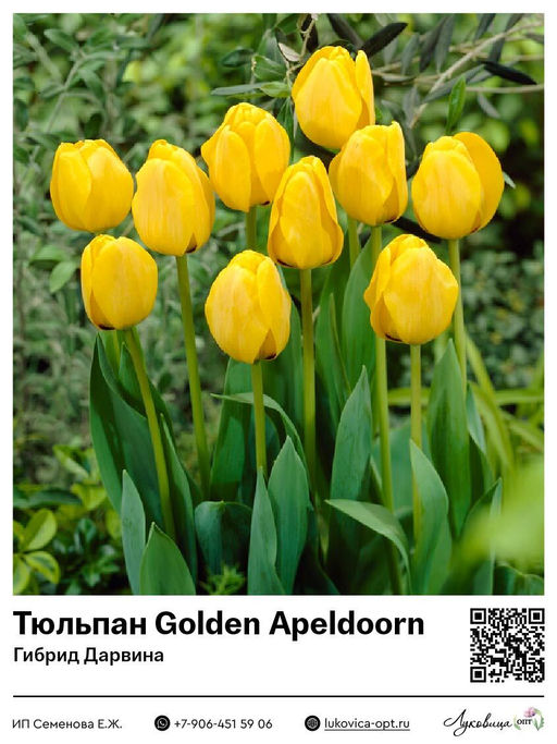 Тюльпан Golden Apeldoorn (Гибрид Дарвина)