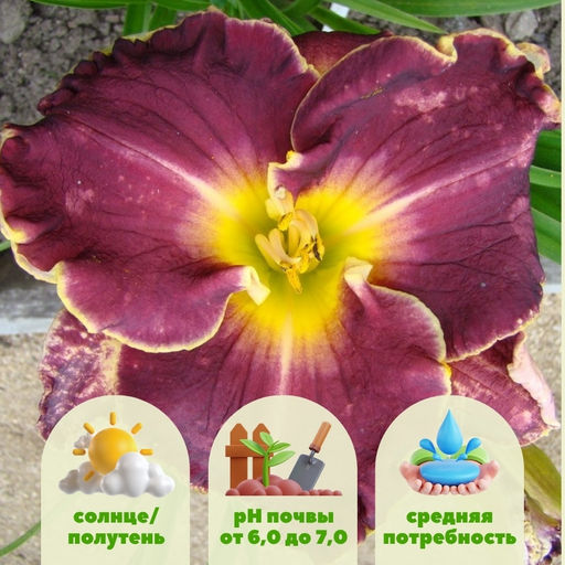 Лилейник Экселент