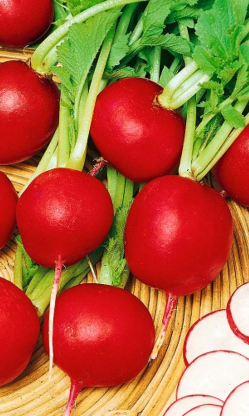 Редис ГРАНАТОВЫЙ ШАР  Сверхранний! Сочный! Сладкий! Устойчив к пониженной освещённости! - Уральский дачник фото 2