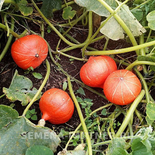 Тыква Оранж Саммер - Партнер фото 2