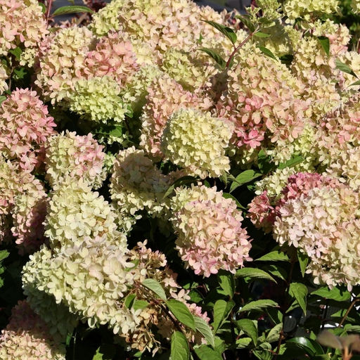 Гортензия метельчатая Гарденлайт Редлайт - Долина роз фото 4