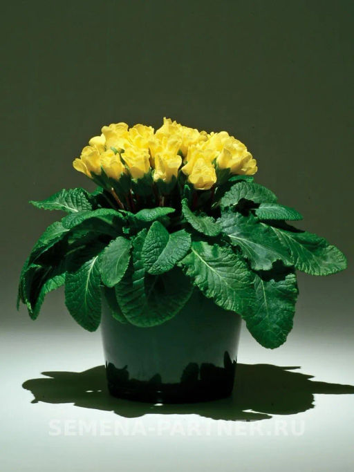 Примула махровая Тет-А-Тет Жаркое Лето - Партнер фото 4