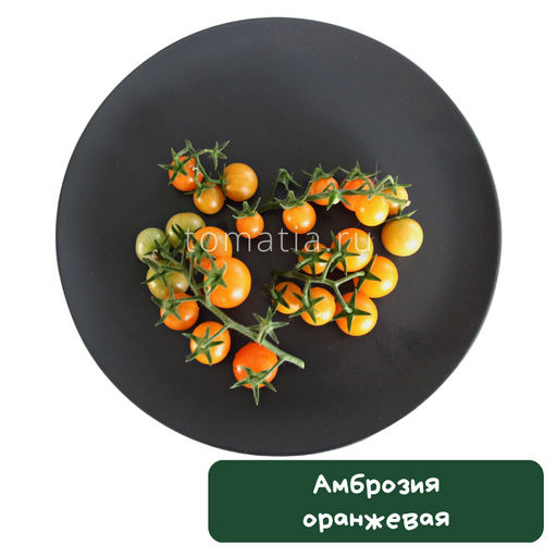 Амброзия оранжевая - Tomatia фото 2