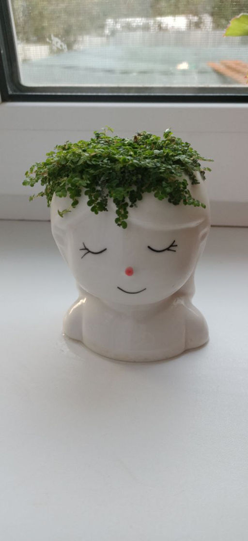 Солеройлия - 1000корней фото 4