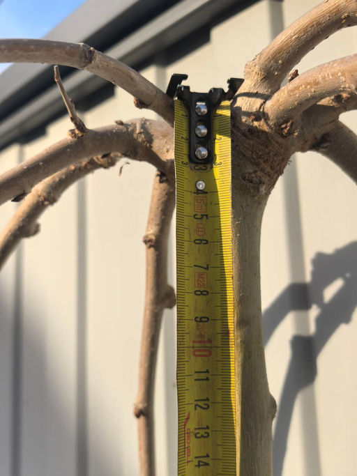 Шелковица на штамбе (8 лет)