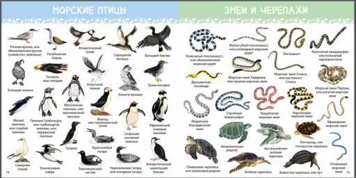 1000 картинок. Подводный мир - Робинс фото 3