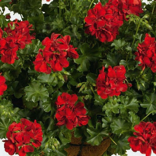 Пеларгония плющелистная, кашпо С2