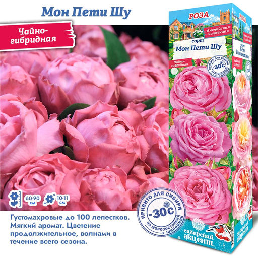 Роза Мон Пети Шу (Чайно-гибридная) 1шт