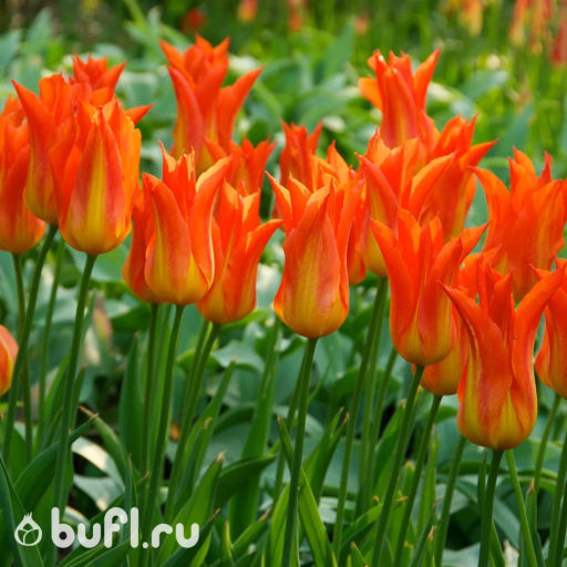 Тюльпан Ballerina (5 луковиц)