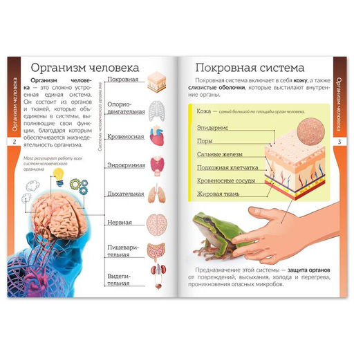 Набор книжек-шпаргалок Мир природы и человека, 6 шт. - Буква-ленд фото 6