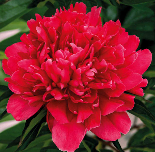 ПИОН Генерал Мак Магон Разбор 2/3 n Кол-во упак., шт 1