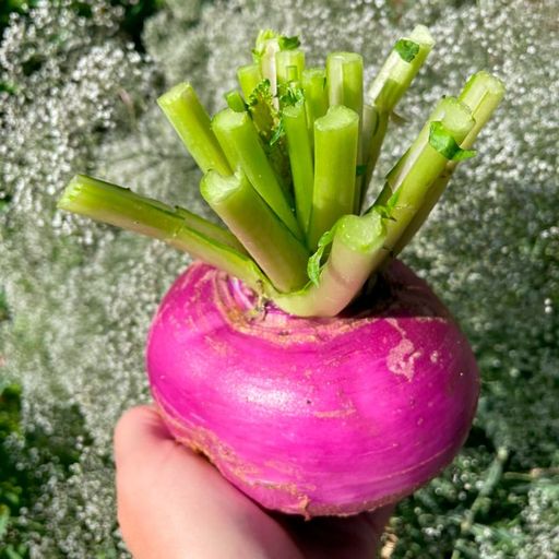 Репа РОЗОВЫЙ МЁД сахарная! Устойчива к цветушности! Полезна при диабете и ожирении! - Уральский дачник фото 2