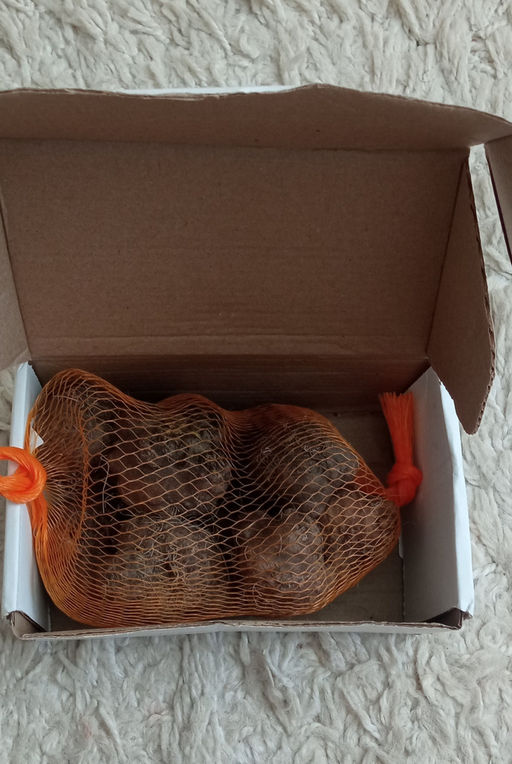 Лиатрис микс (Liatris Mix) 10шт