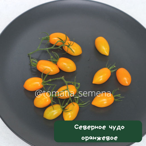Северное чудо оранжевое - Tomatia фото 2