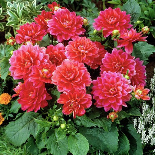 ГЕОРГИНА Берлинер Клин Разбор I Кол-во упак., шт 1