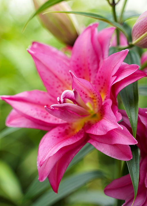 ЛИЛИЯ Роузлили Флоретта Разбор 12/14 Кол-во упак., шт 5