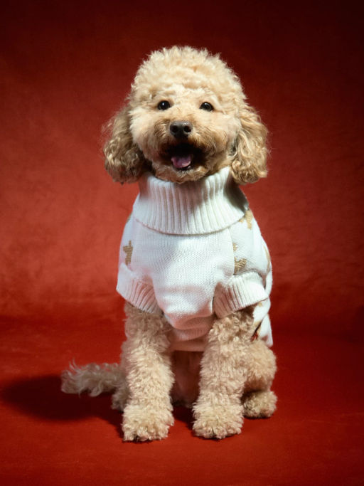 Свитер для питомца с принтом / Zarina