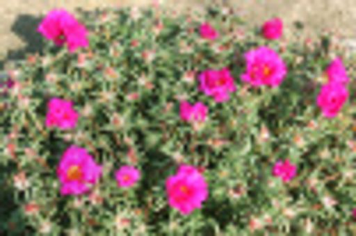 Портулак махровый розовый - Аэлита фото 2