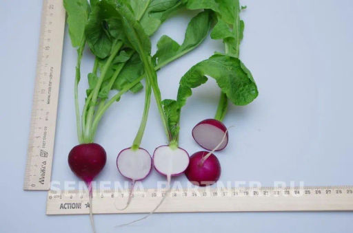 Редис Виолетта - Партнер фото 6